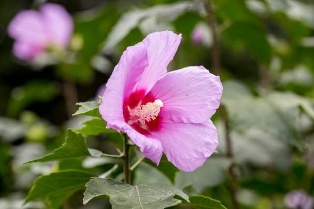 Hibiscus 'Tosca'