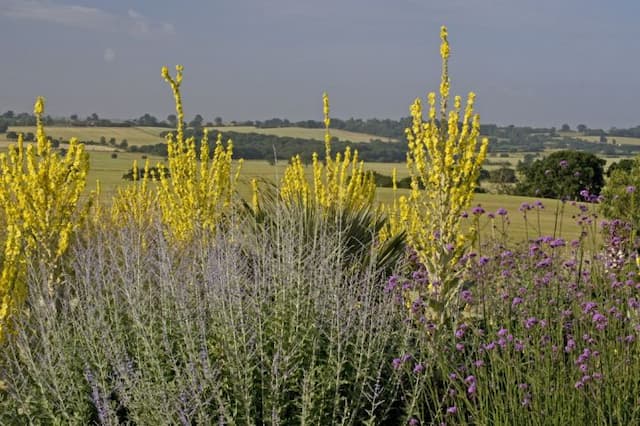 Russian sage