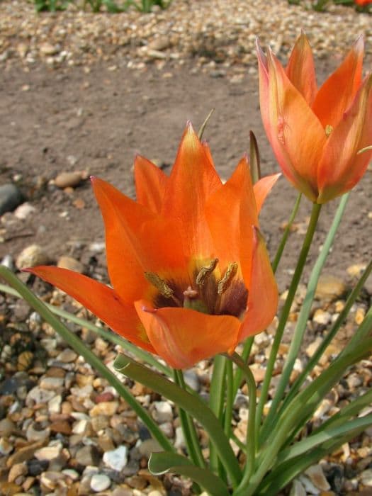 tulip 'Piccolo'