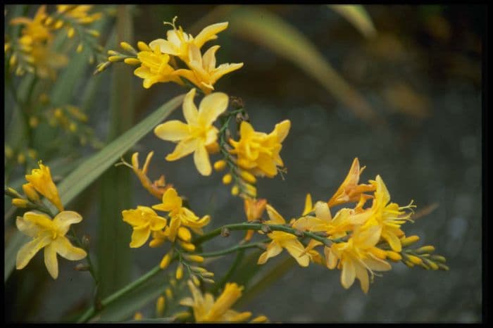 montbretia 'Solfatare'