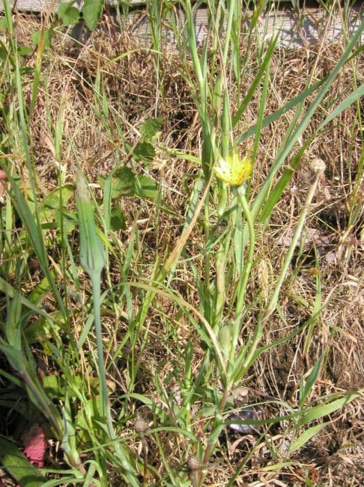 goat's beard