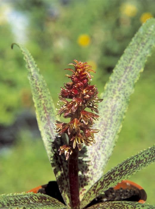 pineapple lily 'Octopus'