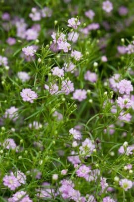 Low Baby's-Breath 'Gypsy Pink'