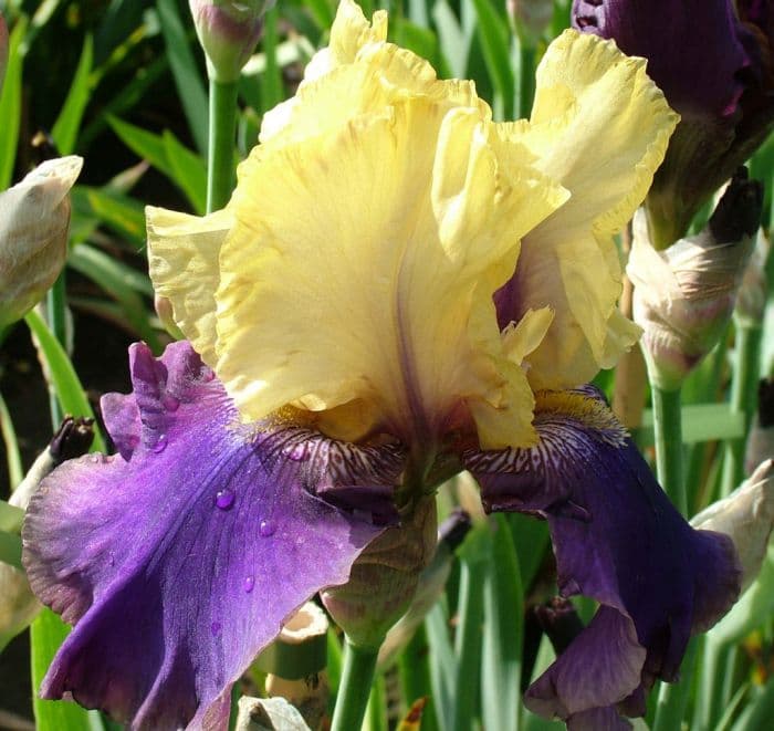 iris 'Jurassic Park'