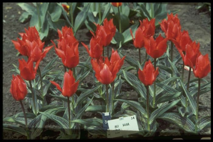 tulip 'Ali Baba'