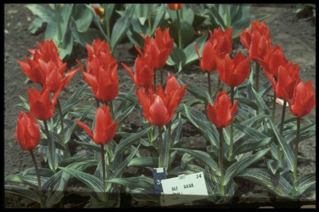 Tulip 'Ali Baba'