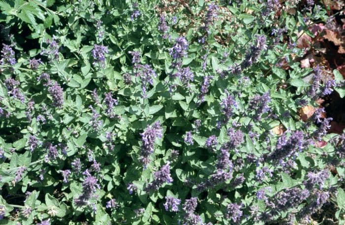 garden catmint