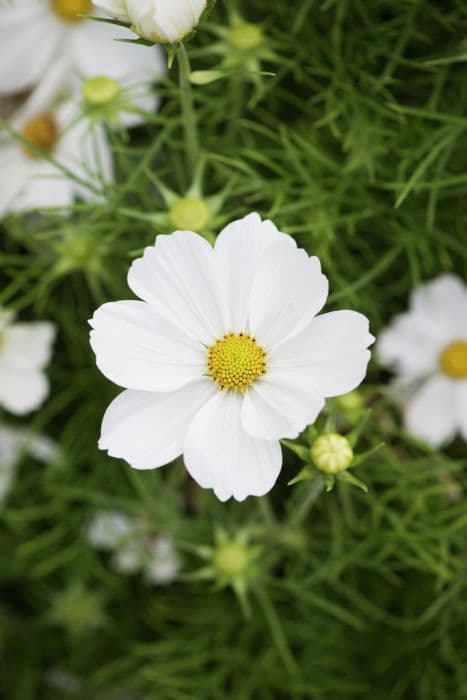 cosmea 'Apollo White'