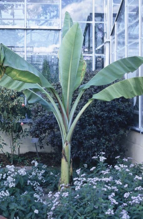 Abyssinian banana