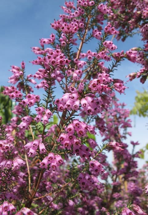 Spanish heath 'Riverslea'