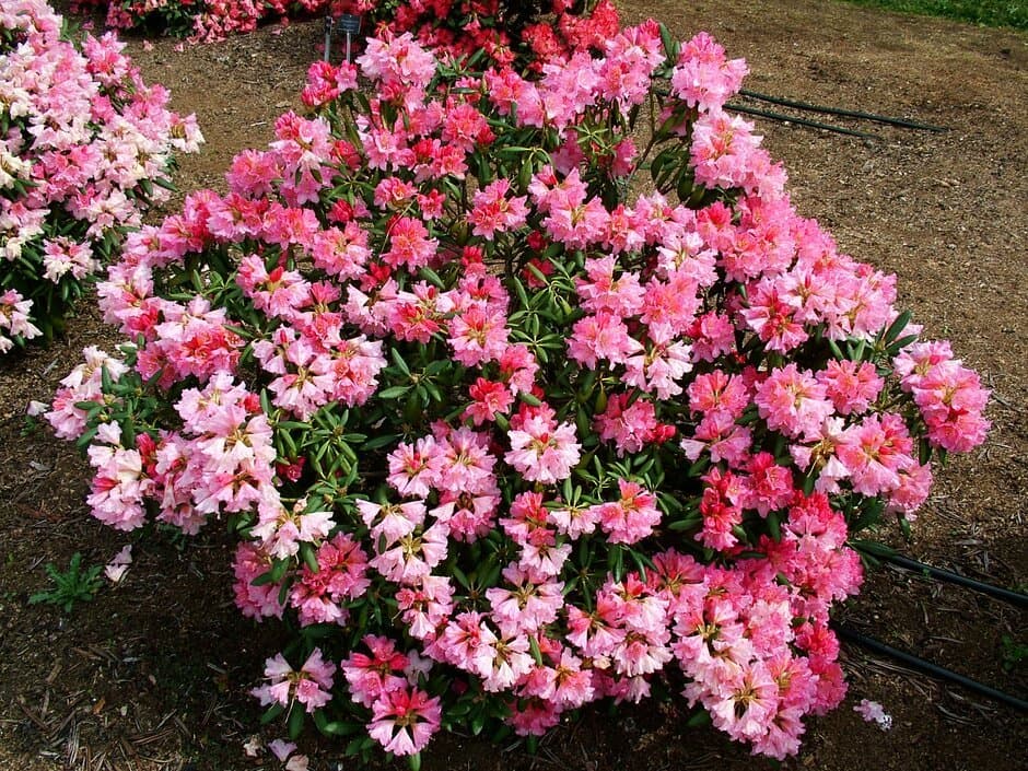 Rhododendron 'Kalinka'