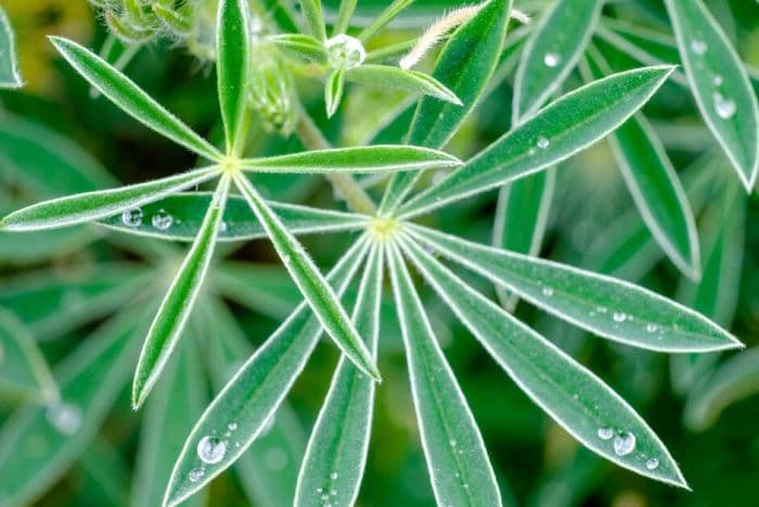 narrow-leaved lupin