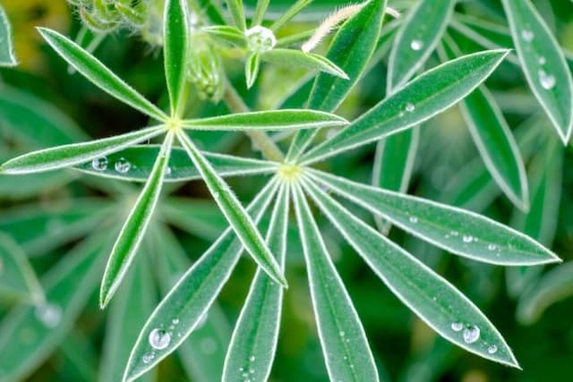 Narrow-leaved lupin