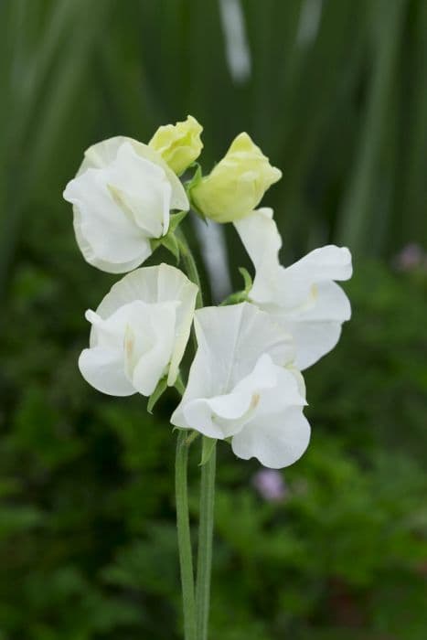 sweet pea 'White Frills'