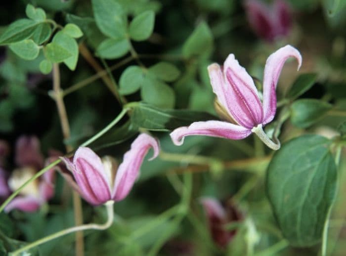 clematis 'Jan Fopma'