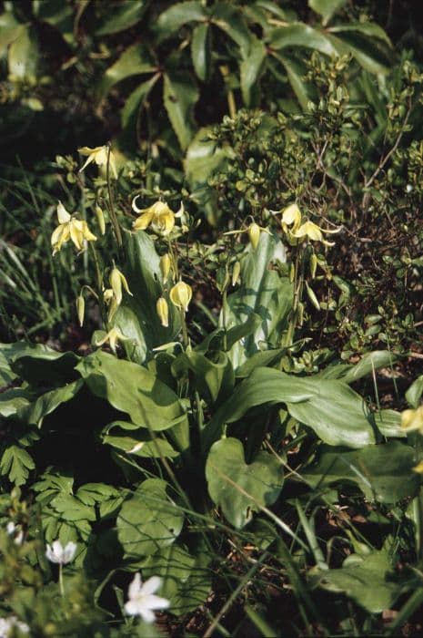 dog's tooth violet 'Pagoda'