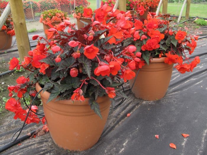 begonia 'Panorama Scarlet'