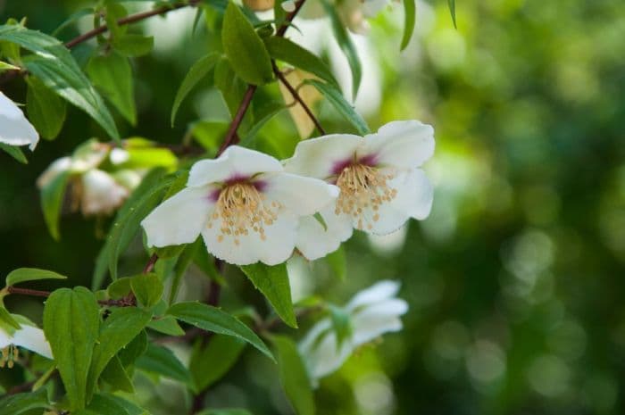 Mexican mock orange