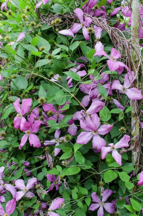 clematis 'Eetika'