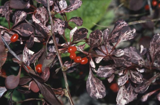 Japanese barberry 'Rose Glow'