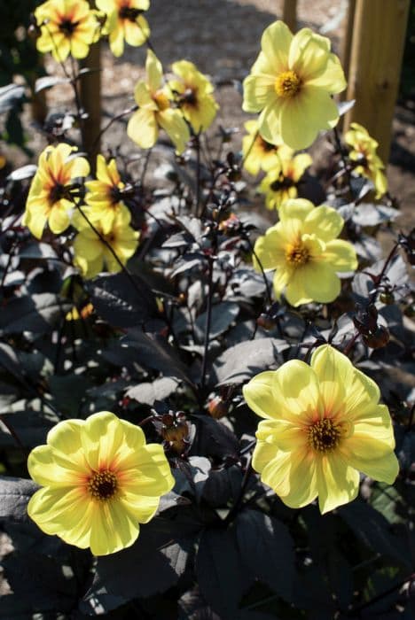 dahlia 'Hadrian's Sunlight'