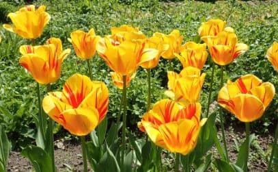 tulip 'Olympic Flame'