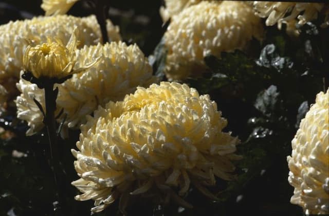 Chrysanthemum 'Creamist'