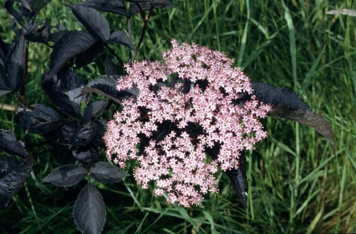 elder 'Gerda'