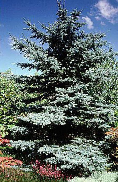 Colorado spruce 'Koster'