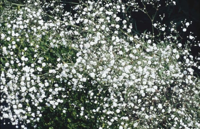 baby's breath 'Bristol Fairy'