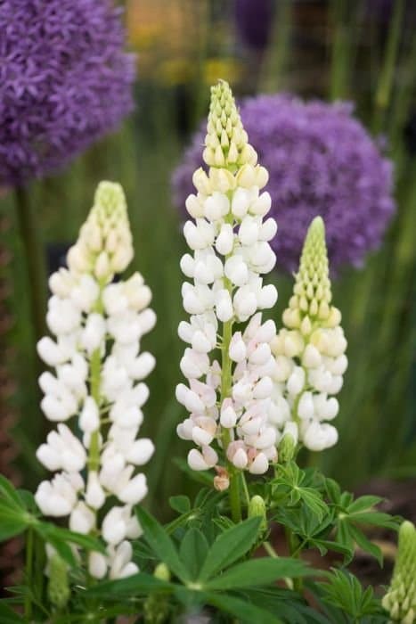 Lupin 'Gallery White'