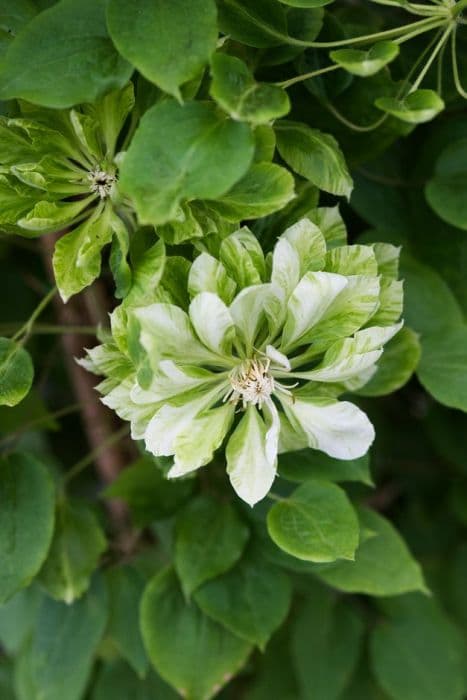 Clematis [Green Passion]