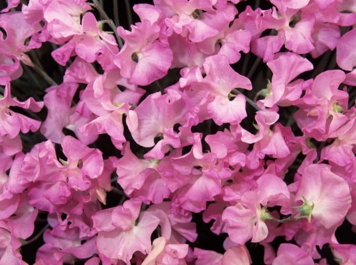 sweet pea 'Honey Pink'