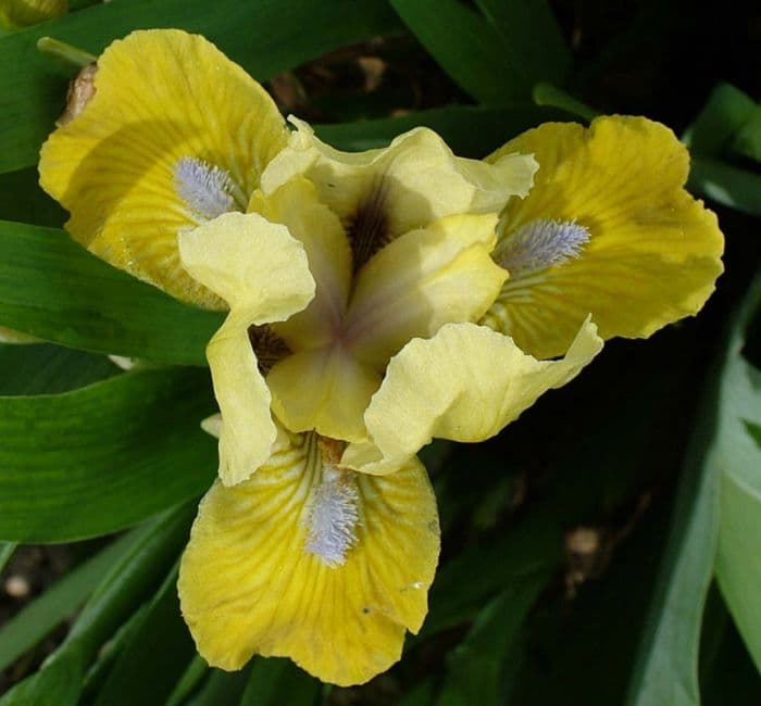 iris 'Mini Might'