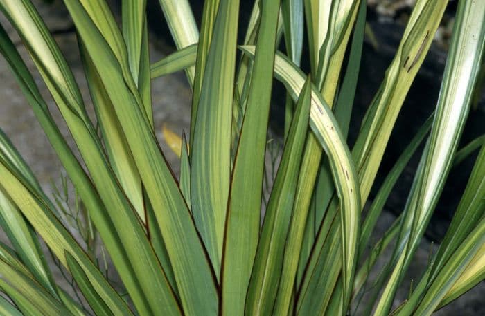 mountain flax 'Cream Delight'