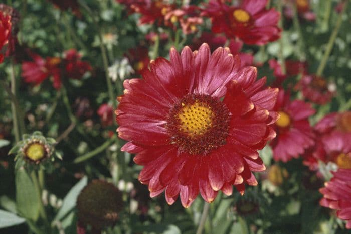 blanketflower 'Burgunder'