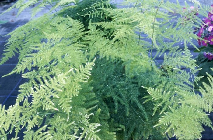 asparagus fern