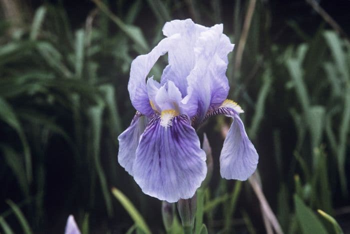 Florentine iris