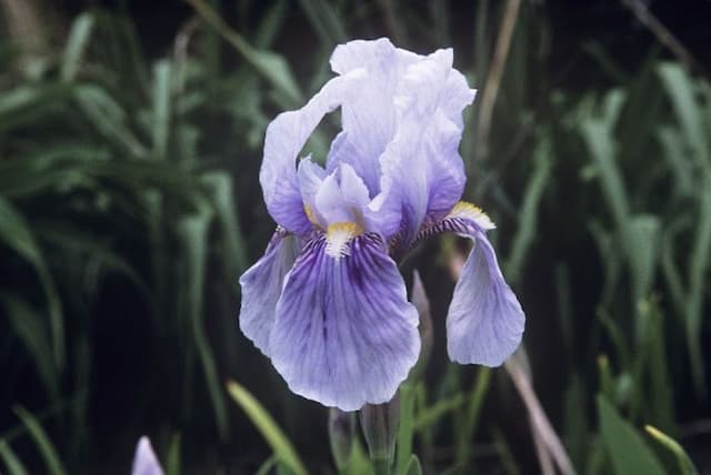 Florentine iris