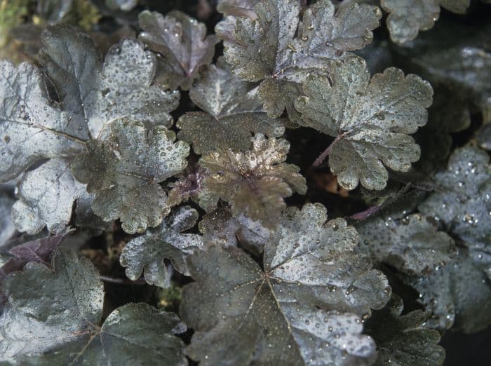 heucherella 'Burnished Bronze'