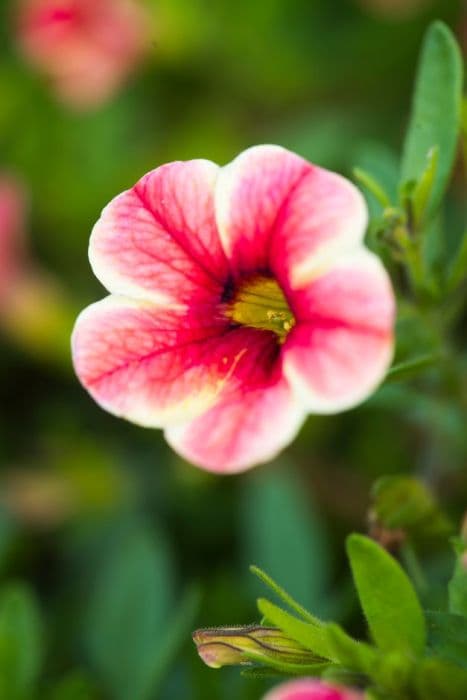 calibrachoa [Volcano Sunset]