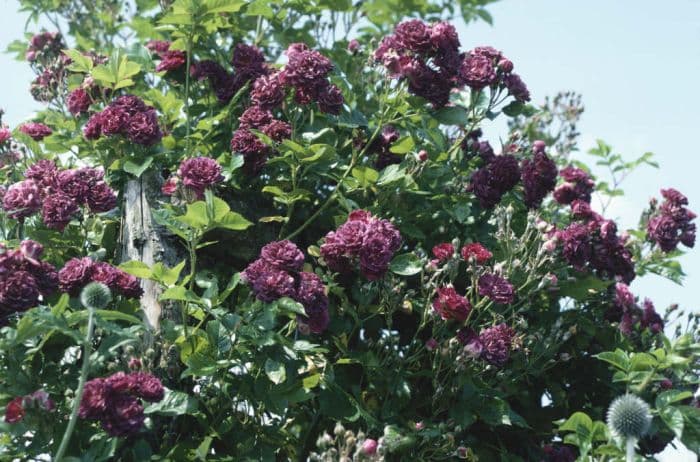 rose 'Bleu Magenta'