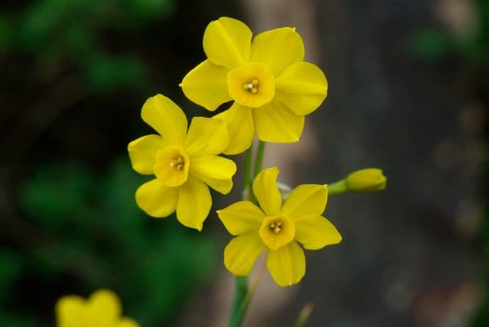 jonquil 'Quail'