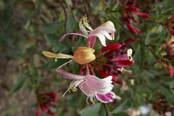 honeysuckle 'Red Gables'