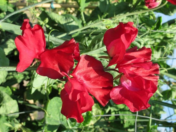 sweet pea 'Tranquillity'