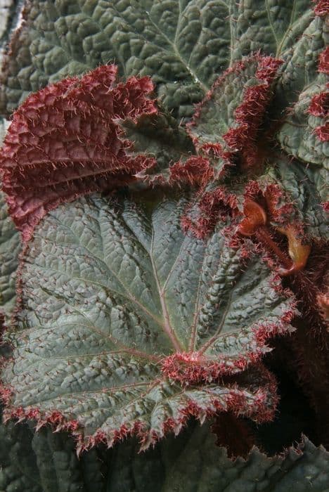 begonia 'Midnight Magic'