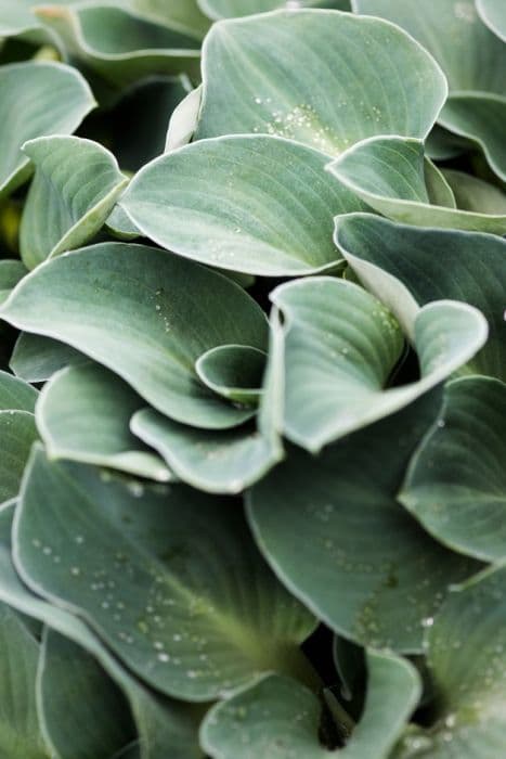 Plantain lily 'Blue Mouse Ears'