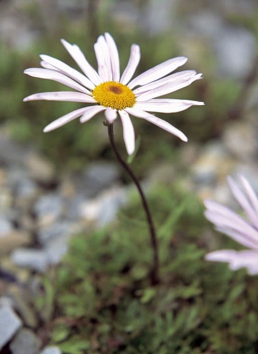 Weyrich's chrysanthemum