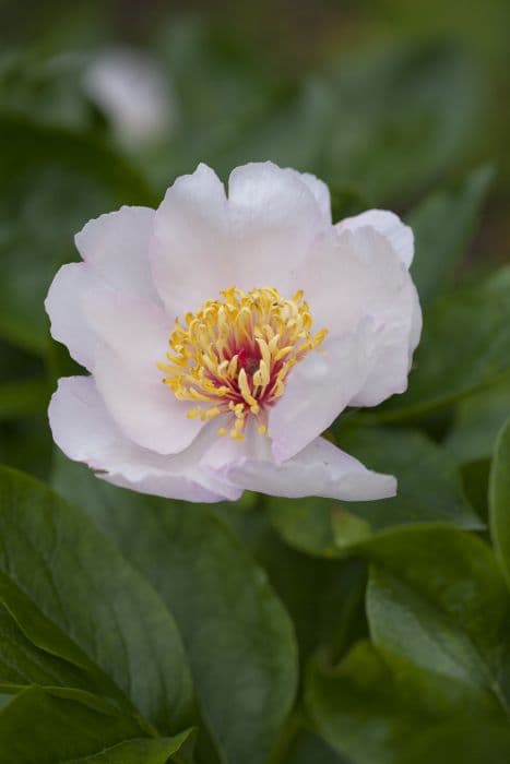 Chinese peony