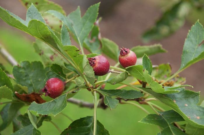 hawthorn 'Big Golden Star'